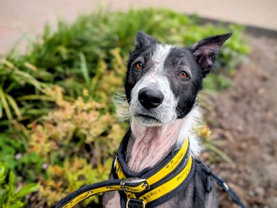 Chicken Nugget | Collie (Border) | Cardiff - 3