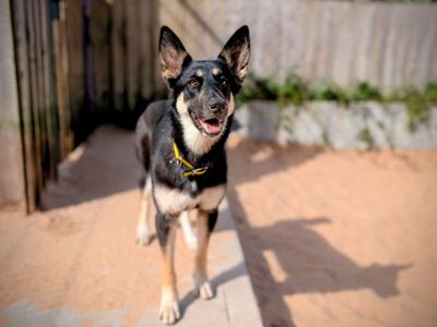 Indie | German Shepherd Dog Cross | Cardiff - 5
