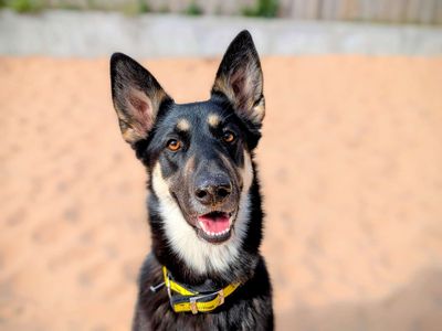 Indie | German Shepherd Dog Cross | Cardiff - 3