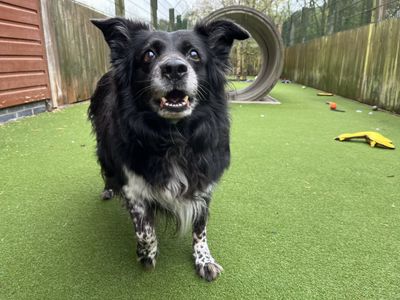 Peg | Collie (Border) | Ilfracombe - 3