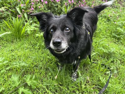 Peg | Collie (Border) | Ilfracombe - 1