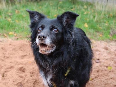 Peg, a 8 years old female Collie available for adoption from Dogs Trust in Shrewsbury (Shropshire)