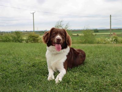 Bailee | Spaniel (English Springer) Cross | Darlington - 3