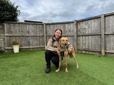 Latte Longlegs | Lurcher | West Calder (Edinburgh) - 3