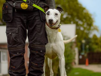 Doc | Lurcher | Kenilworth (West Midlands) - 3