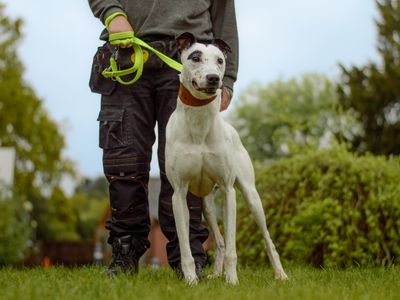 Doc | Lurcher | Kenilworth (West Midlands) - 5