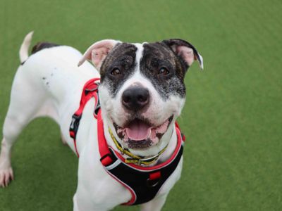 Tilly | American Bulldog | Darlington - 1