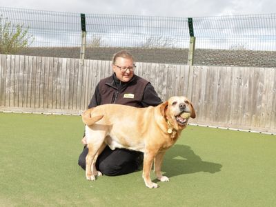 Harley | Retriever (Labrador) | Evesham (Worcestershire) - 3