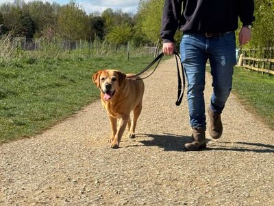 Harley | Retriever (Labrador) | Evesham (Worcestershire) - 5