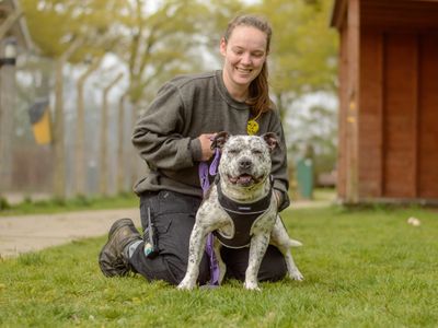 Aria | Terrier (Staffordshire Bull) | Kenilworth (West Midlands) - 1