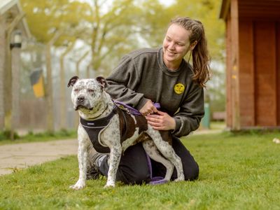 Aria | Terrier (Staffordshire Bull) | Kenilworth (West Midlands) - 3
