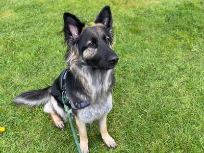 Mouse, a 4 years old female German Shepherd available for adoption from Dogs Trust in Cumbria