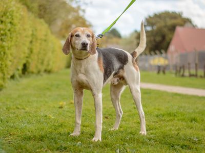 Ralph | Foxhound | Kenilworth (West Midlands) - 3