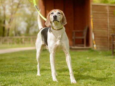 Ralph | Foxhound | Kenilworth (West Midlands) - 2