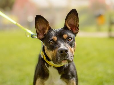 Posie | French Bulldog Cross | Kenilworth (West Midlands) - 3