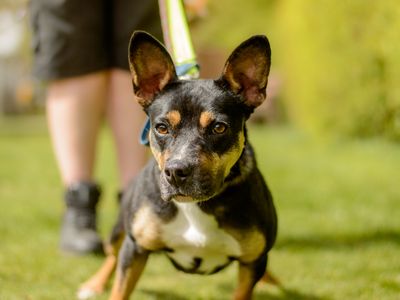 Posie | French Bulldog Cross | Kenilworth (West Midlands) - 2