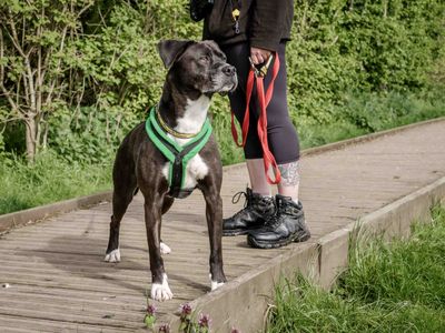 Dakota | Terrier (Staffordshire Bull) Cross | Loughborough - 3