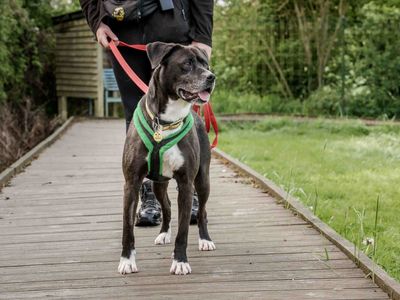 Dakota | Terrier (Staffordshire Bull) Cross | Loughborough - 3