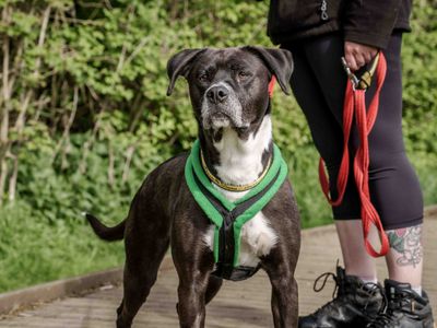 Dakota | Terrier (Staffordshire Bull) Cross | Loughborough - 5