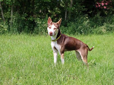 Poppy | Terrier (Staffordshire Bull) Cross | Darlington - 3