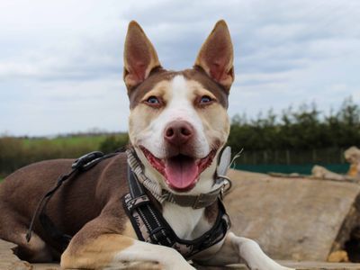 Poppy — Terrier (Staffordshire Bull) Cross