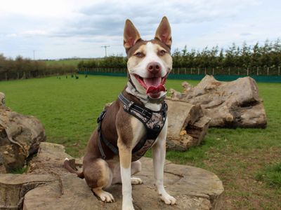 Poppy | Terrier (Staffordshire Bull) Cross | Darlington - 5