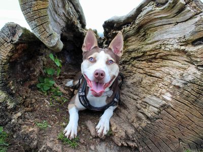 Poppy | Terrier (Staffordshire Bull) Cross | Darlington - 3