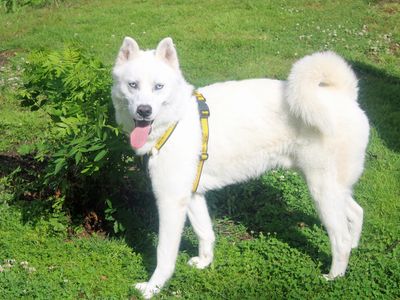 Link | Siberian Husky | Merseyside (Liverpool) - 3