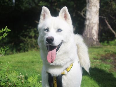 Link | Siberian Husky | Merseyside (Liverpool) - 1