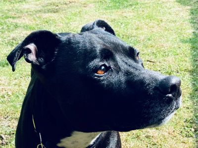 Scrappy | Terrier (Staffordshire Bull) | Loughborough - 3