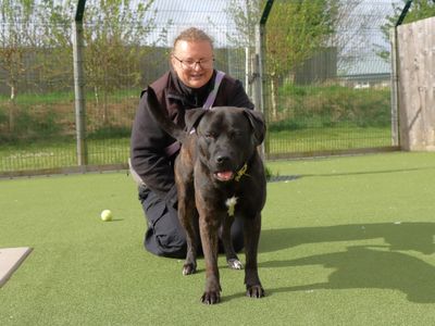 Leonardo | Terrier (Staffordshire Bull) Cross | Evesham (Worcestershire) - 1