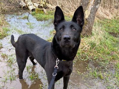 Kylie | German Shepherd Dog Cross | Kenilworth (West Midlands) - 5