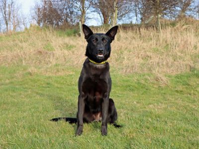 Kylie | German Shepherd Dog Cross | Kenilworth (West Midlands) - 3