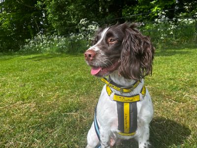Tilly | Spaniel (Cocker) Cross | Loughborough - 2