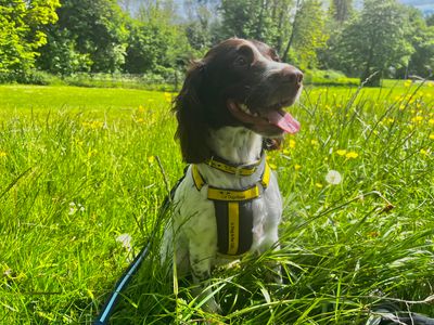 Tilly | Spaniel (Cocker) Cross | Loughborough - 3
