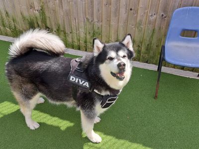Skylar | Alaskan Malamute | Leeds - 3