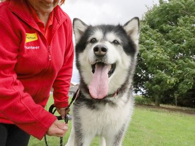 Skylar | Alaskan Malamute | Leeds - 3