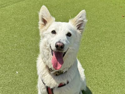 Cody | Belgian Shepherd Dog (Groenendael) Cross | Shoreham (Sussex) - 5