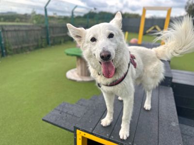 Cody | Belgian Shepherd Dog (Groenendael) Cross | Shoreham (Sussex) - 3