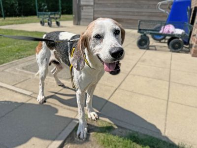 Wells | Foxhound Cross | Basildon (Essex) - 3