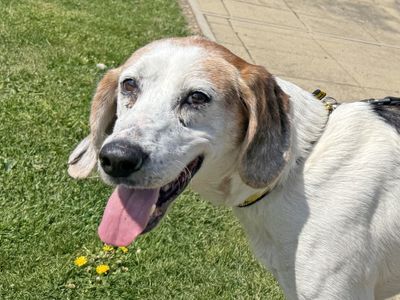 Wells | Foxhound Cross | Basildon (Essex) - 5
