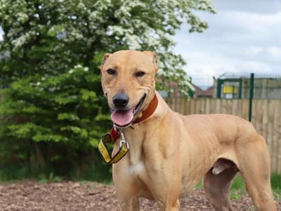 Will | Lurcher | Darlington - 3