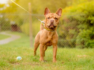 Rumple | Shar Pei Cross | Kenilworth (West Midlands) - 5