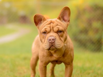 Rumple | Shar Pei Cross | Kenilworth (West Midlands) - 3