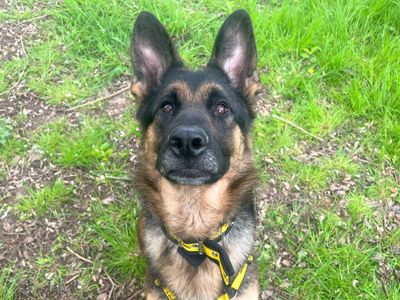 Raea | German Shepherd Dog | Harefield West London - 3