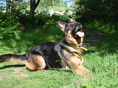 Raea | German Shepherd Dog | Harefield West London - 5