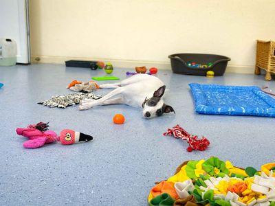 Blossom | Lurcher | Darlington - 3