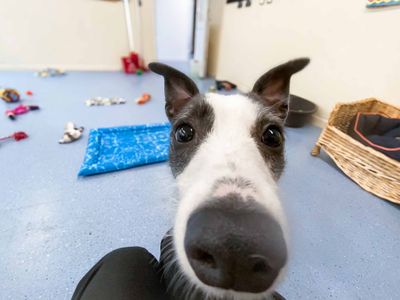 Blossom | Lurcher | Darlington - 2