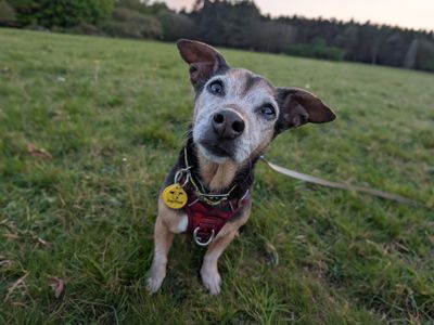 Tara | Terrier (Jack Russell) Cross | Kenilworth (West Midlands) - 3