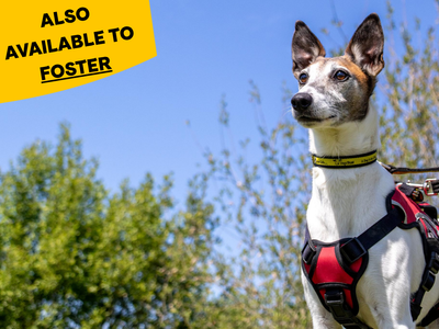Tofu | Whippet Cross | Shrewsbury (Shropshire) - 3